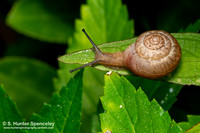 Asian Tramp Snail (Bradybaena similaris)